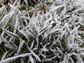 Close-up of frozen tree