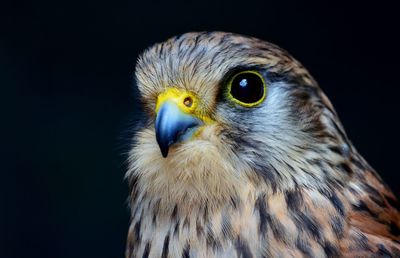 Close-up of owl