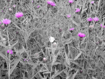 Close-up of pink flowers