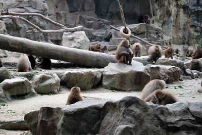 Monkey sitting on rocks in zoo