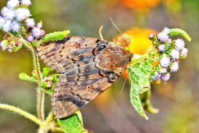 Close-up of butterfly on plant