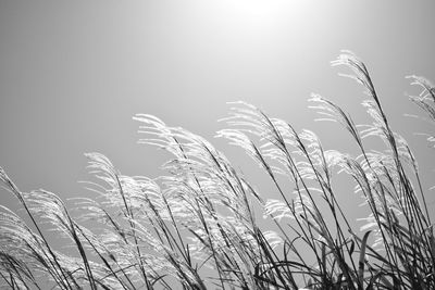 Plants growing against sky