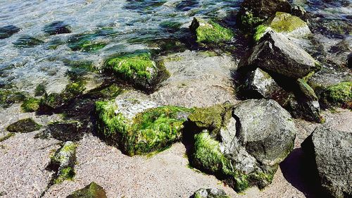 Moss growing on rock