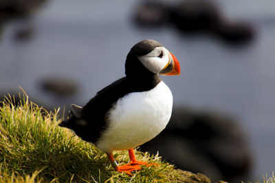 Close-up of bird perching on a rock