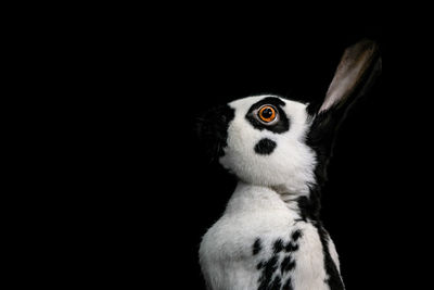 Close-up of rabbit against black background