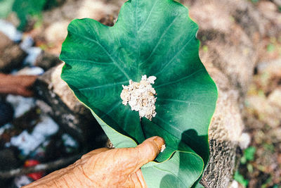 Close-up of hand holding leaves