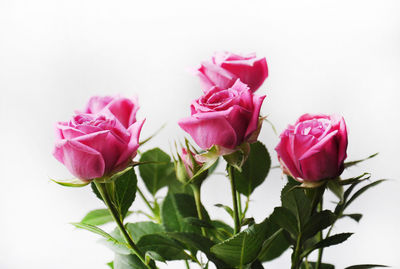 Close-up of pink roses against white background