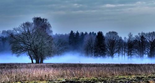 Trees on field against sky