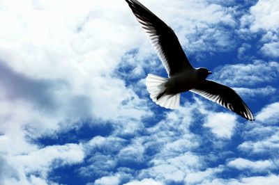 Low angle view of birds flying against cloudy sky