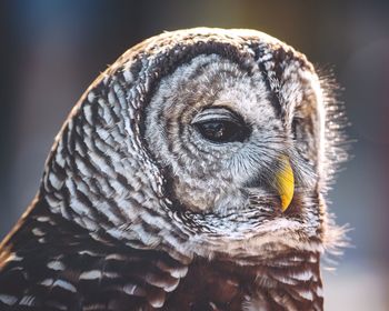 Close-up portrait of owl