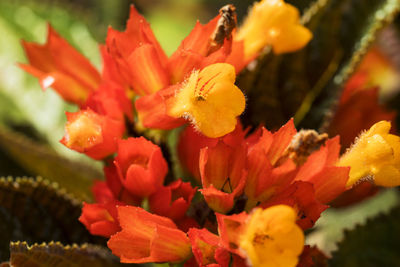 Close-up of red flowering plant