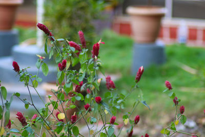 Close-up of red flowering plant