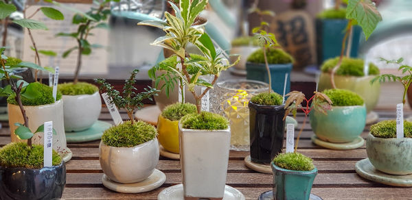 Potted plants at market stall