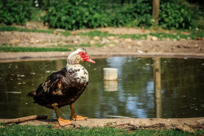 Muscovy duck on lakeshore