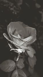 Close-up of white flower