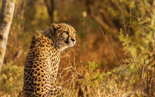 Cheetah sitting on grass
