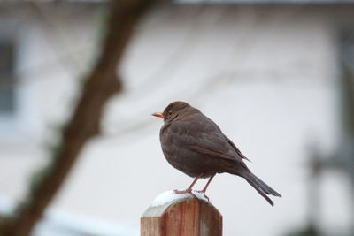 Bird perching on wooden post