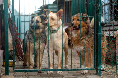 Dogs waiting for adoption in animal shelter. homeless dogs in the shelter. stray animals concept.