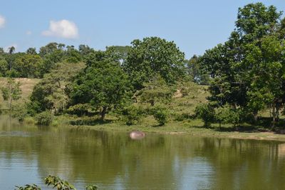 Reflection of trees in lake