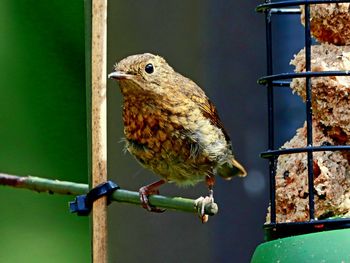 Close-up of bird perching on wood