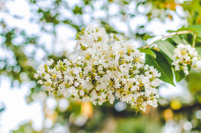 Close-up of white flowers blooming on tree