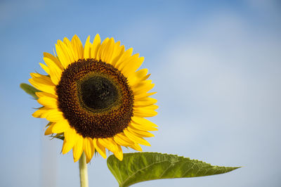 Close-up of sunflower against sky