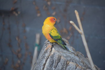 Close-up of parrot perching on branch