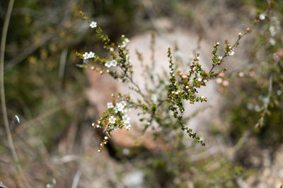 I found these little wild flowers along side of walking path at girraween national park in spring.