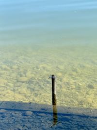 sea