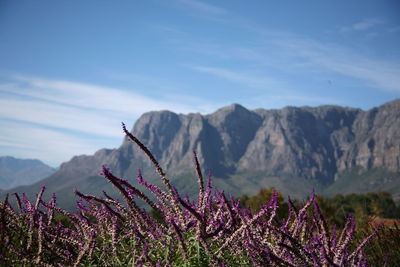 Close-up of plants against mountains