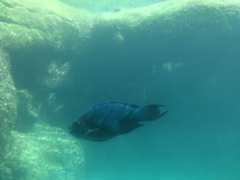 Underwater view of fish swimming in sea