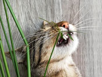 Close-up of a cat looking up