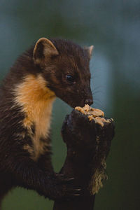 Close-up of mink eating on log