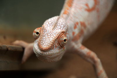 Close-up of lizard