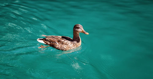 High angle view of duck swimming in lake