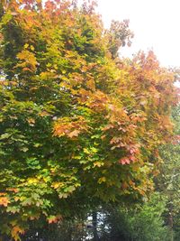 Low angle view of trees