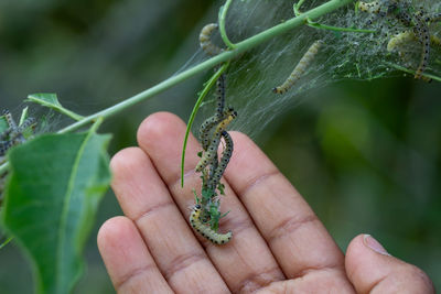 Young child interacting with ermine moth caterpillars, yponomeutidae, feeding on green leaves