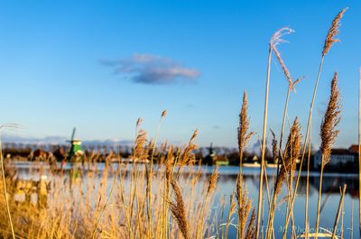 Close-up of golden reeds by the zann river at zaanse schans against blue sky