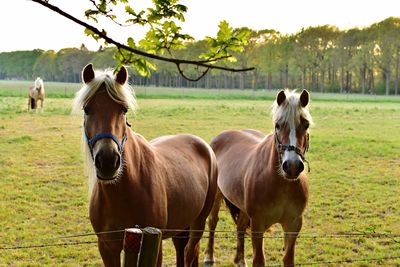 Horses standing on field