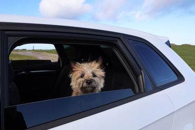 Portrait of dog on car window