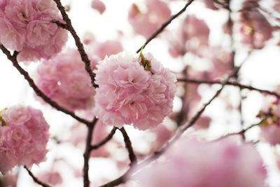 Pink flowers blooming on tree