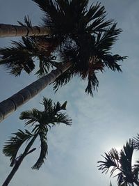 Low angle view of palm tree against sky