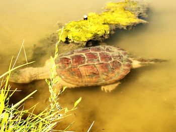 Close-up of turtle in water