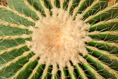 Close-up of succulent plant