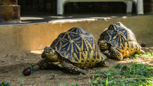 Close-up of a tortoise