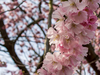 Close-up of pink cherry blossom