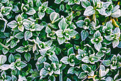 Full frame shot of plants