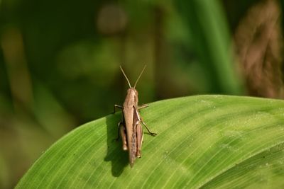 Close-up of grasshopper