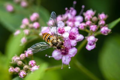 Close-up of bee pollinating pink flower