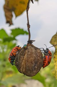 Close-up of butterfly on plant